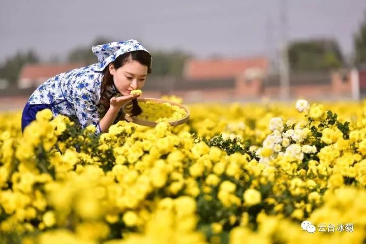 云臺(tái)冰菊基地發(fā)生了什么？一批批領(lǐng)導(dǎo)專家團(tuán)隊(duì)前來！